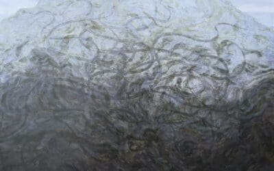 Uncontrollable Wild and The Great Sea Serpent of Casco Bay